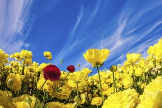 Lush yellow garden buttercups ranunculus in a kibbutz field with a magnificent carpet. Sea of