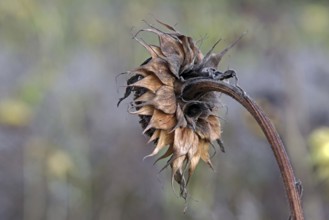 Wilted sunflower