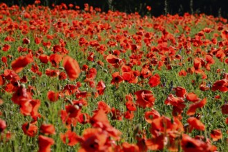 Poppy, poppy seed, papaver