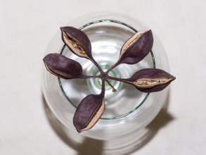 Dried out seeds