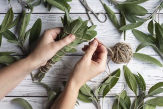Sage leaf bundle in hands, hemp string and scissors on old wooden table