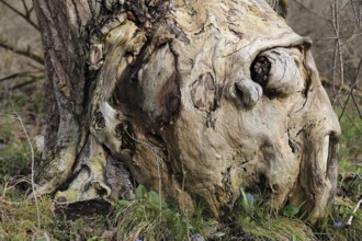 Baumstruktur, die ein mystisches, menschenähnliches Holzgesicht simuliert