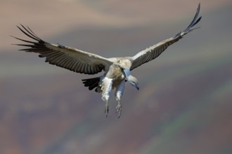 Cape Vulture, also cape griffon (Gyps coprotheres), flight photo, Giant's Castle Hide,