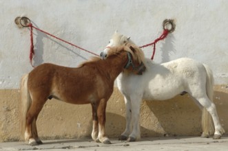 White and chestnut coloured pony, tethered, grooming