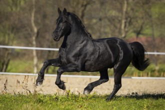 Friesian stallion in the pasture in autumn