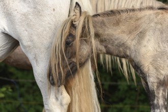 Draft Horse portrait in a pasture in the french country