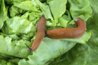 A slug in the garden eats a lettuce leaf. Snail plague in the garden
