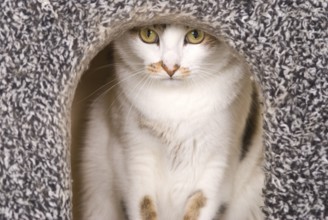 Cat peeking out from a cozy, grayish textured shelter