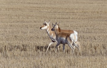 Prairie Pronghorn Antelope In Spring Saskatcherwan Canada