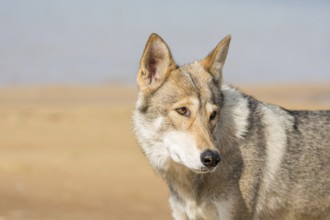 Tamaskan bitch, portrait