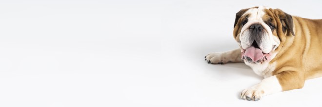 An English Bulldog is lying with its mouth open on a white background. The English Bulldog is a