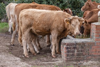 Herd of cows and calves at a waterhole, Santo Domingo de Silos, Burgos province, Spain