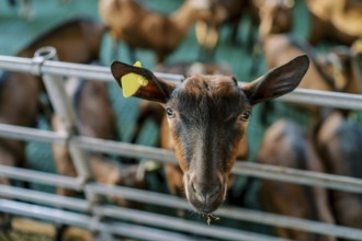 Brown goat leaned out from behind a fence on a farm. Portrait.