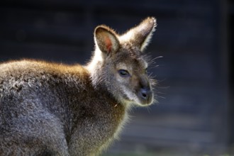 Bennett's kangaroo