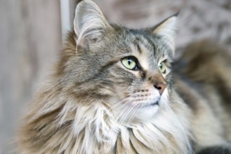 Maine Coon cat, portrait, pedigree cat, animals, mammals, resting, Maine-Coon, pet, domestic cat,