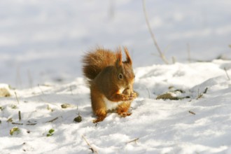 A Eurasian red squirrel (Sciurus vulgaris) in the snow eating a walnut, Winter Federal Republic of