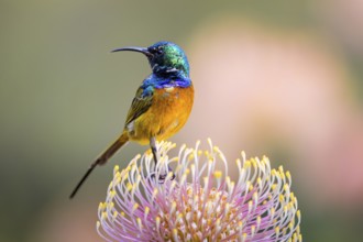 Orange-breasted sunbird (Anthobaphes violacea), Nectarinia violacea, Orange-breasted Sunbird,