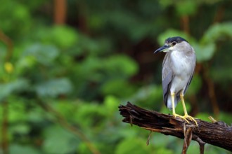 Black-crowned black crowned night heron (Nycticorax nycticorax), Bihoreau gris, HÈron bihoreau,