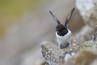 Cory's Grebe, Plautus alle, Dovekie, Little Auk, Mergule nain, MÈrgulo atl-ntico, Longyearbyen,
