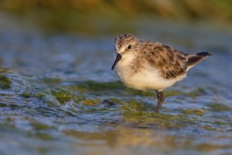 Little stint (Calidris minuta), Bécasseau minute, Correlimos Menudo, Kalloni Salt Pans, Lesvos,