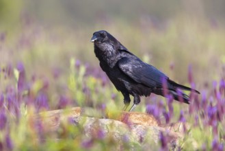 Raven, Common Raven, Raven, (Corvus cor), Grand Corbeau, Hides De Calera / Valley Hide, Calera Y