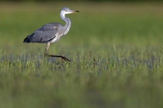 Grey grey heron (Ardea cinerea), Foraging, Boat Trip, Tiszaalpár, Kiskunsági National Park,