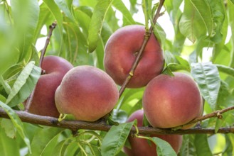 Peach (Prunus persica 'Irena'), Poysdorf, Lower Austria, Austria