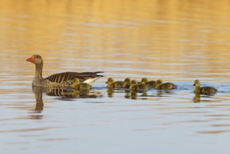 Greylag goose, Anser Anser, flight photo, side view, goose with seven chicks, gosling,