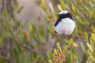 Arabian wheatear, Arabian wheatear, (Oenanthe lugentoide, Middle East, Oman, Jabal Samhan, Salalah,