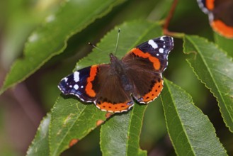 Red admiral (Vanessa atalanta), Pyrameis atalanta, butterfly, butterfly, insect, insects, (Aglais