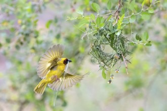Ruppell's Weaver, Rueppell's Weaver, (Ploceus galbula), weaver bird building a nest, weaver birds,