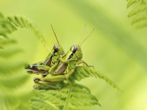 Green mountain grasshopper (Miramella alpina), Grasshopper, Green Mountain Grasshopper,