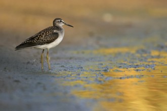 Wood sandpiper (Tringa glareola), Chevalier sylvain, Andarríos Bastardo, Raysut, Salalah, Sohar,