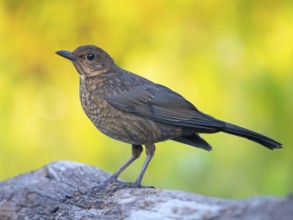 Blackbird (Turdus merula), one, individual, biotope, habitat, perch, garden, Neuhofen,