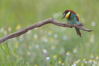 Bee-eater, (Merops apiaster), perch, individual, wild flowers, Tiszaalp-r, Kiskuns-gi National