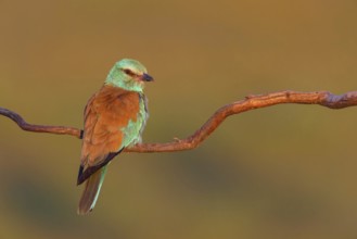European roller (Coracias garrulus), on a perch