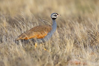 Blue bustard, (Eupodotis caerulescen), Blue Bustard, Blue Korhaan, Outarde plombée, Sisón azulado