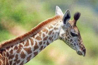 Africa, Tanzania, net handles, giraffe, young animal, (Giraffea giraffa), Mammal, Tanzania