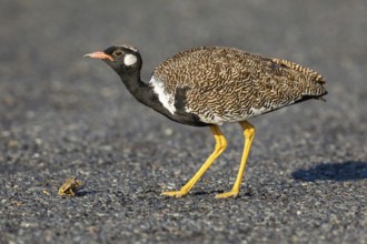 Black bustard (Afrotis afra), Afrotis atra, Eupodotis afra, Black Bustard, Southern Black Korhaan,