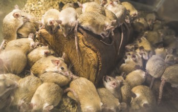 Rats on wood in cell. Many rats