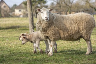 Ewe with her lambs in a meadow during springtime