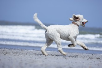 A white dog, King Poodle runs along the beach while the sea rushes in the background, Groede,