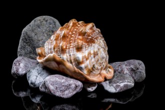 A polished Cypraecassis rufa shell resting on a bed of stones, showcasing its vibrant color and