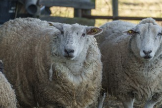 Close-up of a peacefully looking sheep in a stable, ramsdorf, münsterland, germany