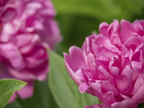 Close-up of pink peony blossoms, Borken, münsterland, germany