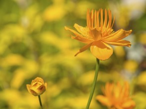 Bright orange flower with a flower bud, spring mood, Borken, münsterland, germany