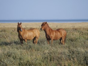Two brown horses grazing on a wide meadow under a blue sky, juist, east frisia, germany