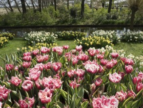 Garden with blooming tulips and an adjacent small watercourse in spring, Amsterdam, Netherlands