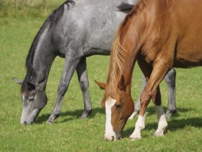 Close-up of two horses in a meadow, one brown and one grey grazing next to each other, Weseke,