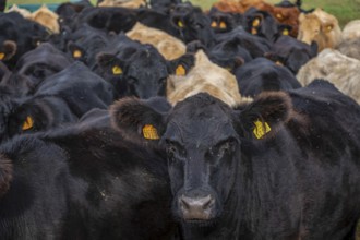 Kühe in der Hitze, Bernedo, Alava, Baskenland, Spanien